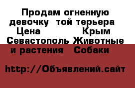 Продам огненную девочку  той-терьера › Цена ­ 15 000 - Крым, Севастополь Животные и растения » Собаки   